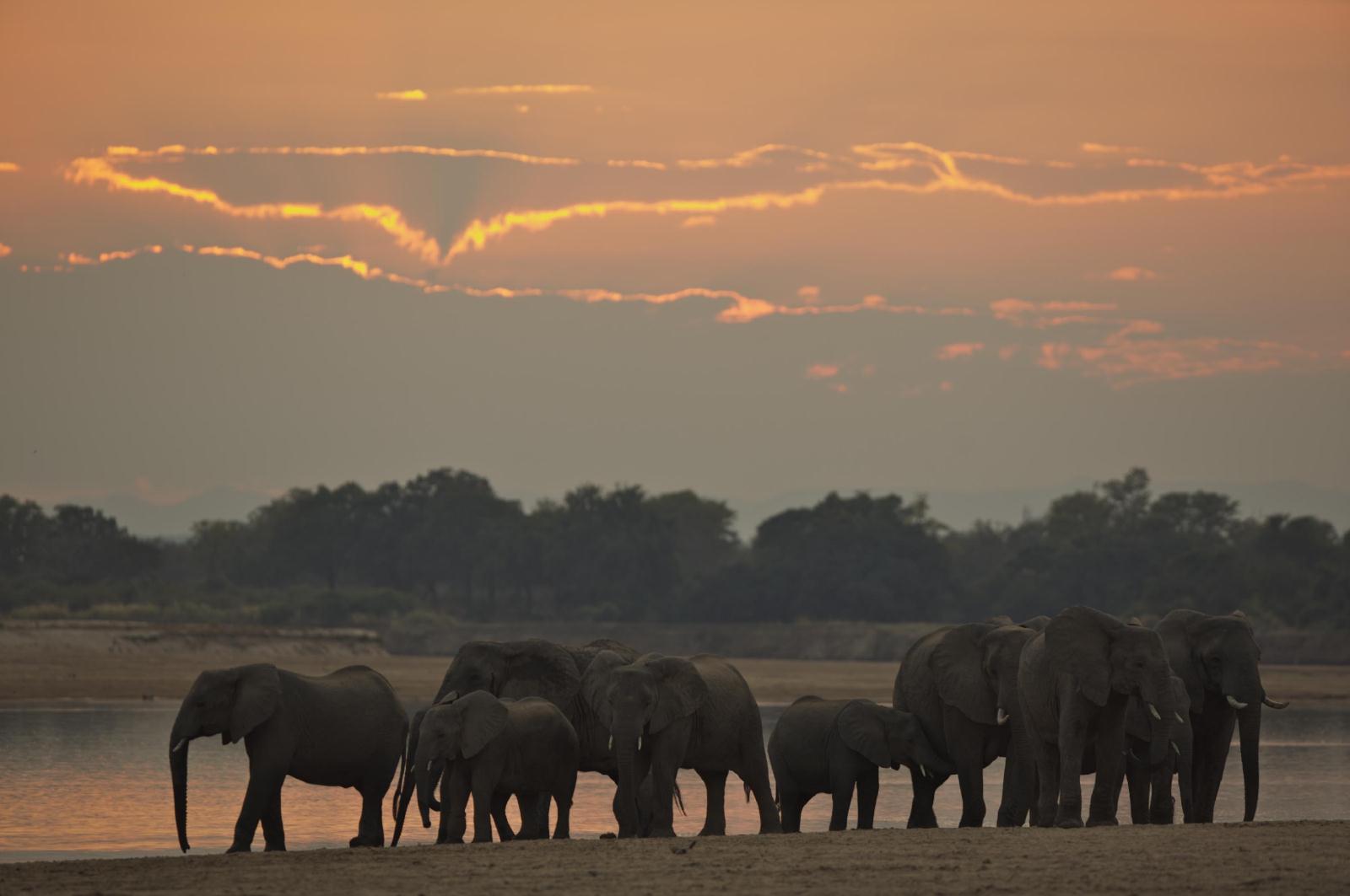 Elephants - Mfuwe Lodge
