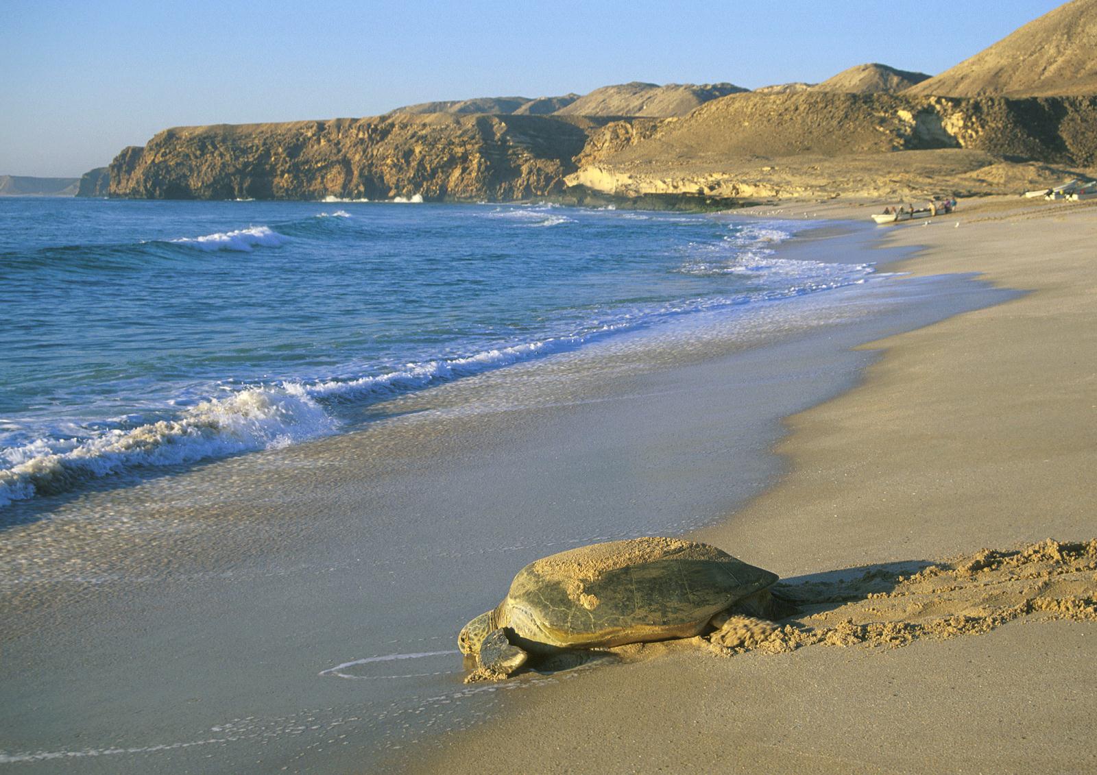 Beach - Ras al Jinz Turtle Reserve