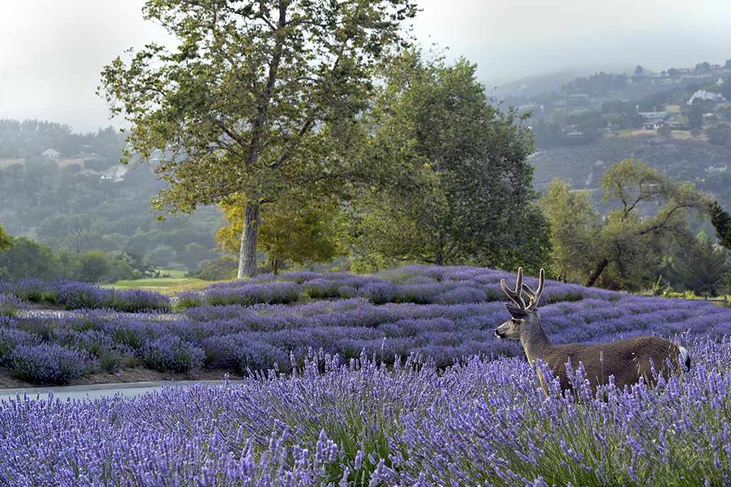 Lavender colours - Carmel Valley Ranch