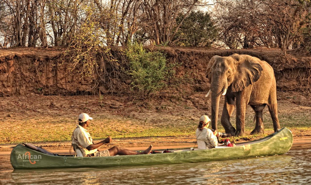 Boating with Elephants - Zambezi Life Styles