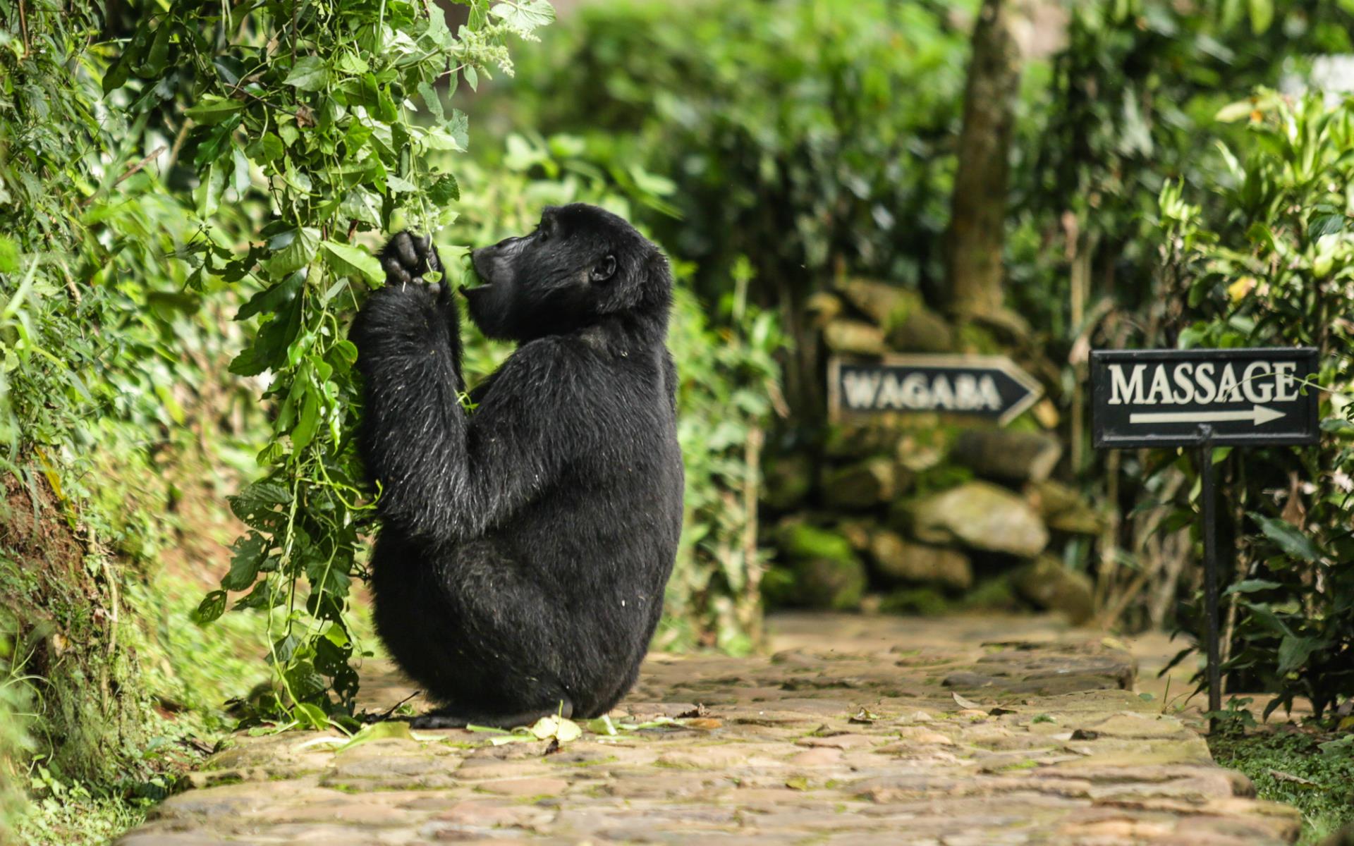 Gorilla at the lodge - Volcanoes Bwindi Lodge
