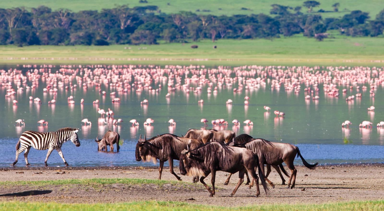 Image result for Northern Tanzania safari