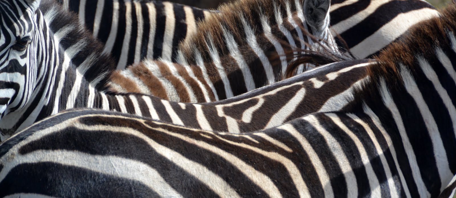 Zebra in the Masai Mara - A family safari in Kenya