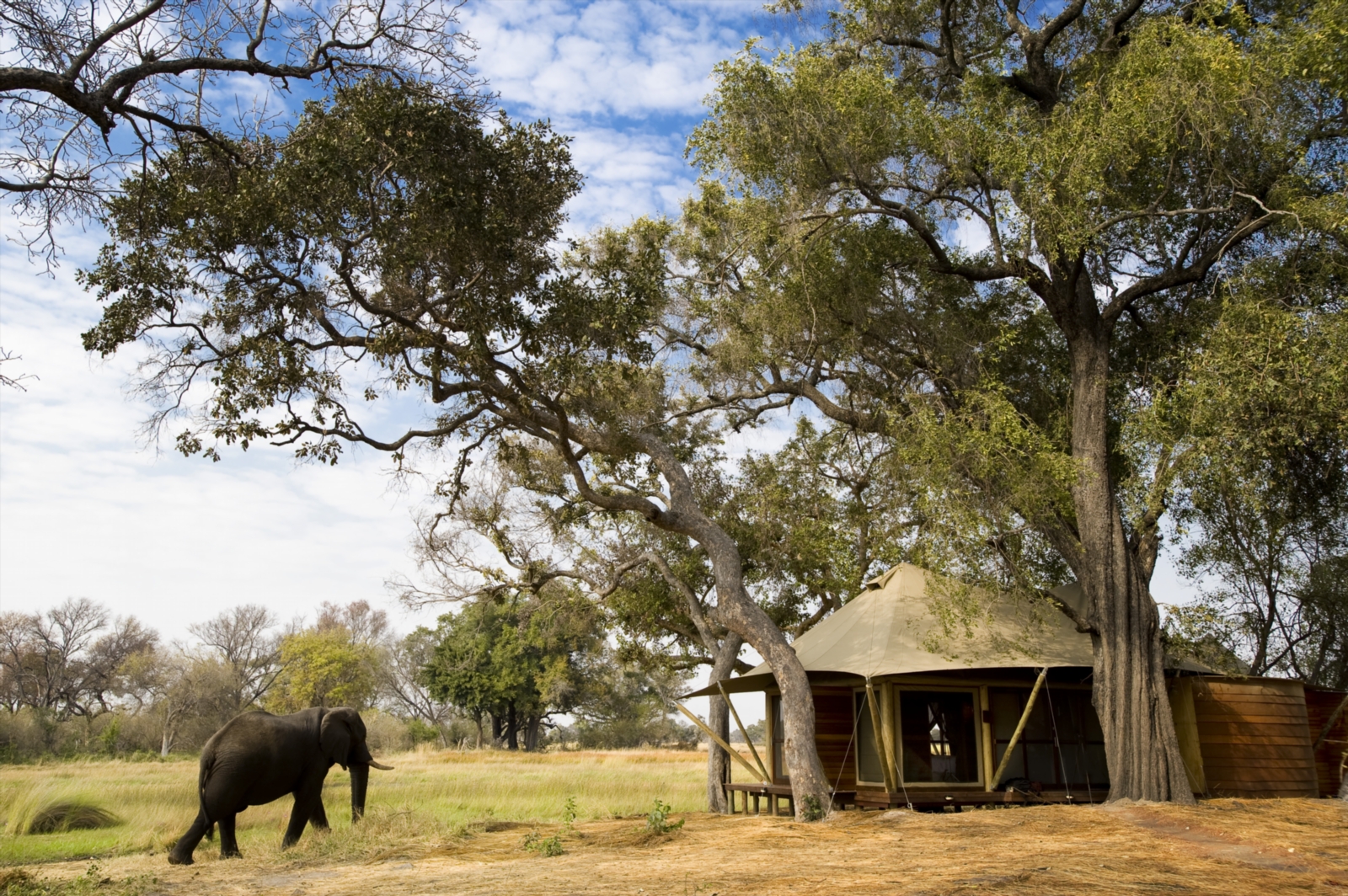 Elephant by a tented room - Xaranna Okavango Delta Camp 