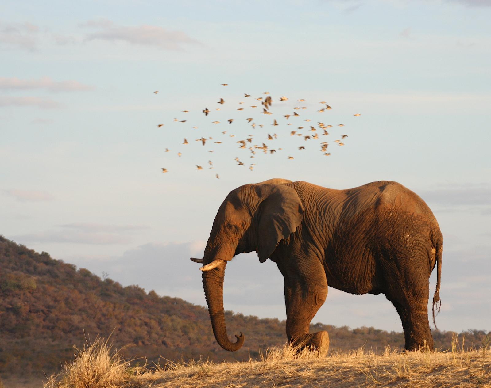 Elephant - Molori Safari Lodge