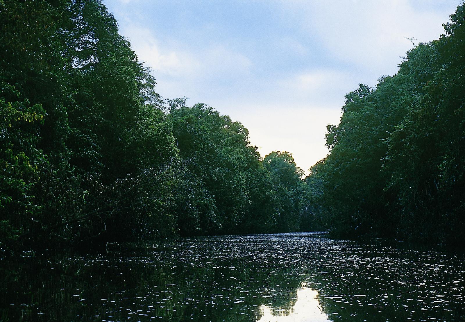 The Kinabatangan River - Sukau Rainforest Lodge
