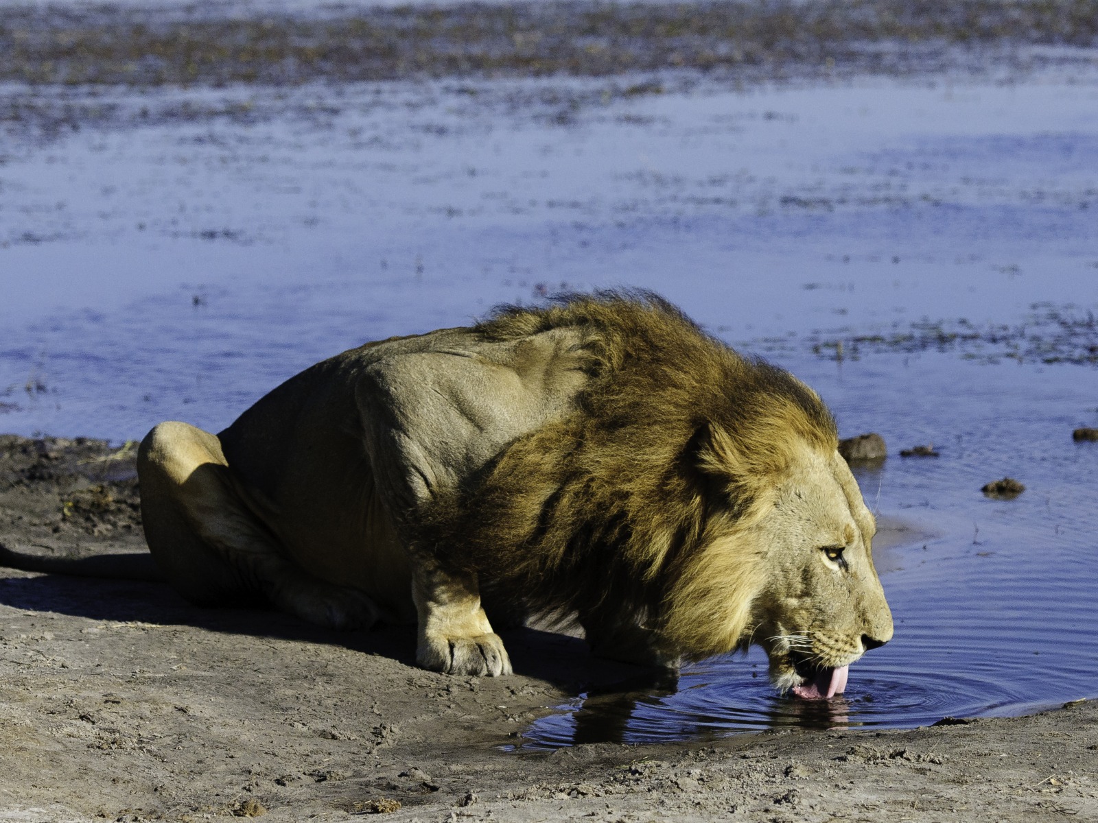A lion drinking  