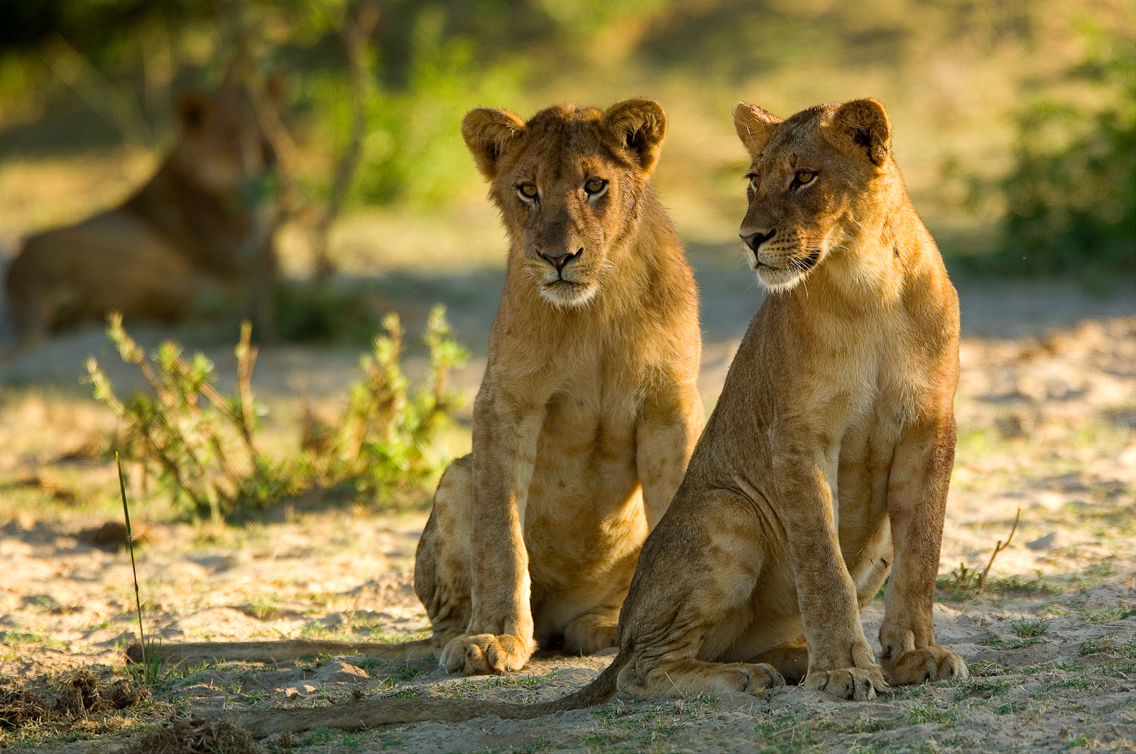 Cubs - Zambia Mobile Walking Safari