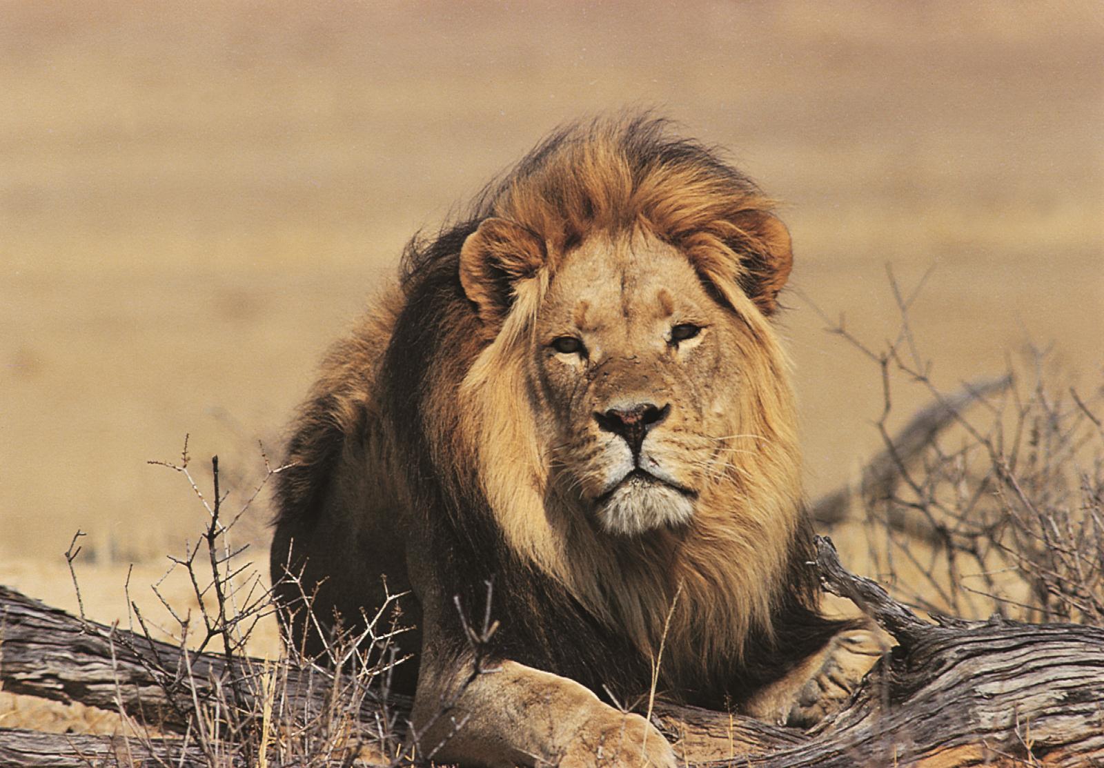 Lion - Scott Dunn’s Flagship South Africa and Mozambique Experience