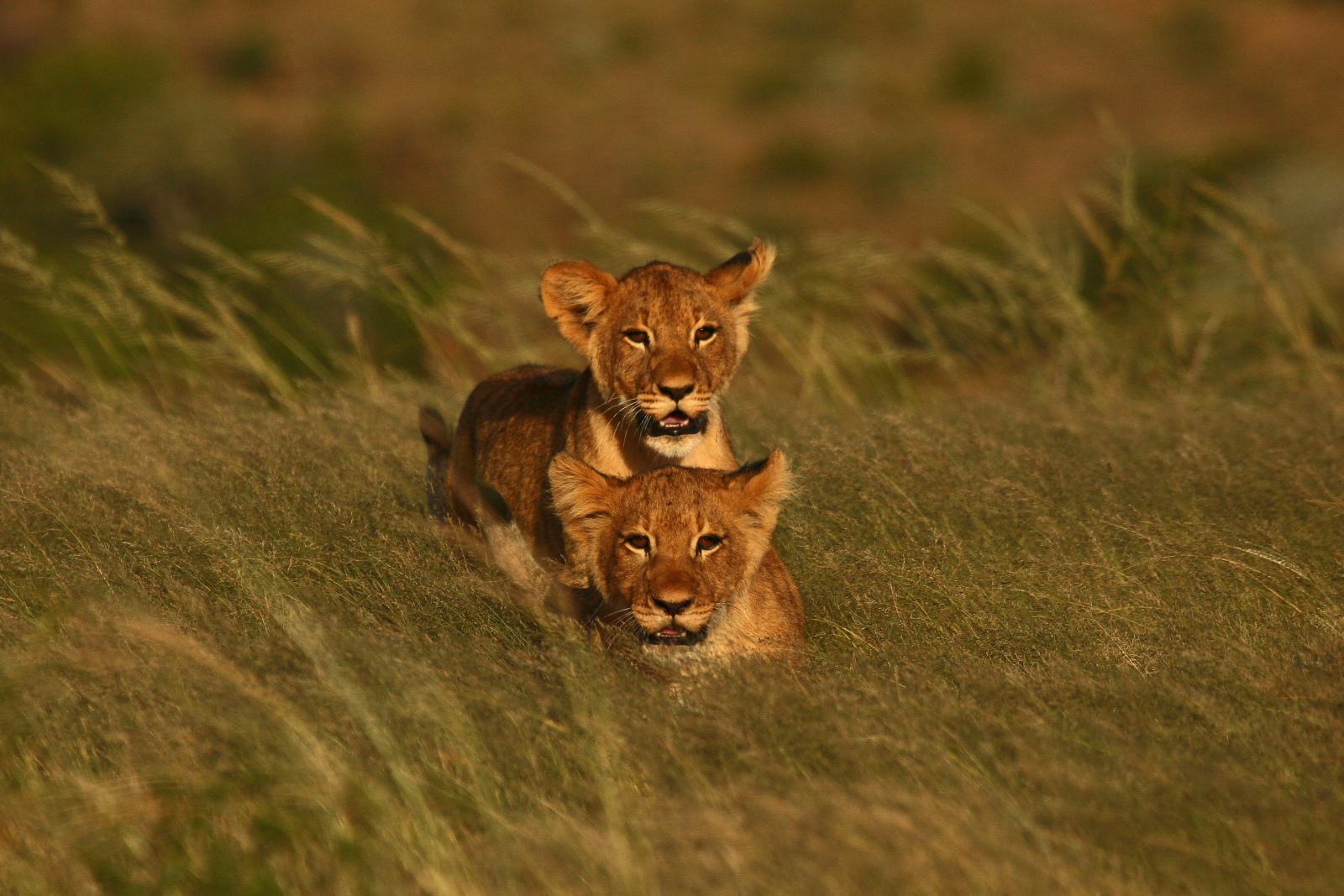 Lion cubs - Kwandwe Ecca Lodge