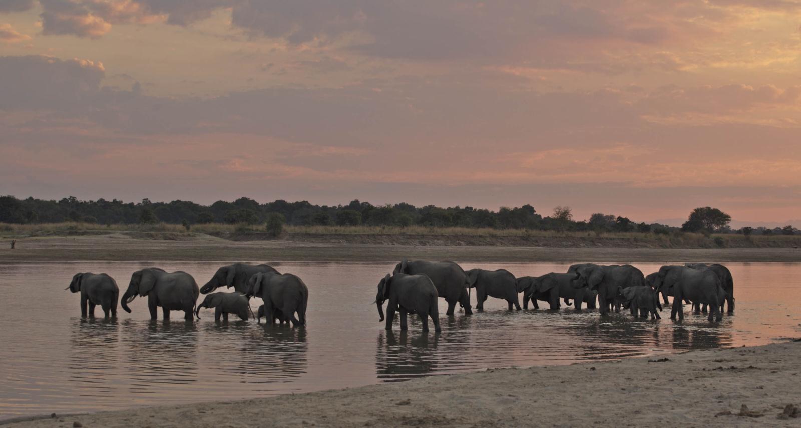 Elephants - Exploring Southern Luangwa