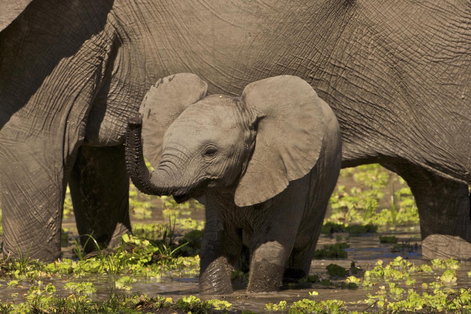 Baby Elephant - Exploring Southern Luangwa
