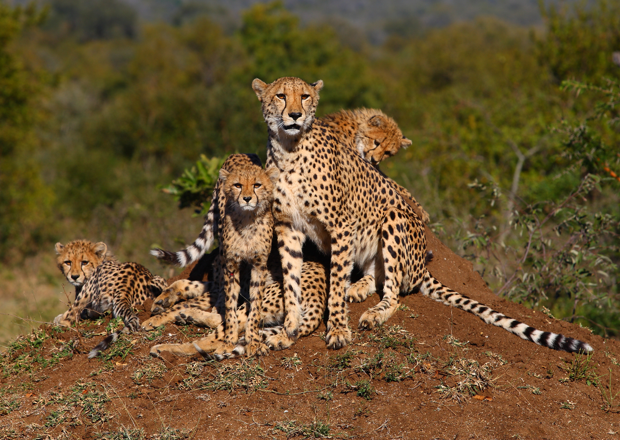 Royal Malewane - Cheetah Family