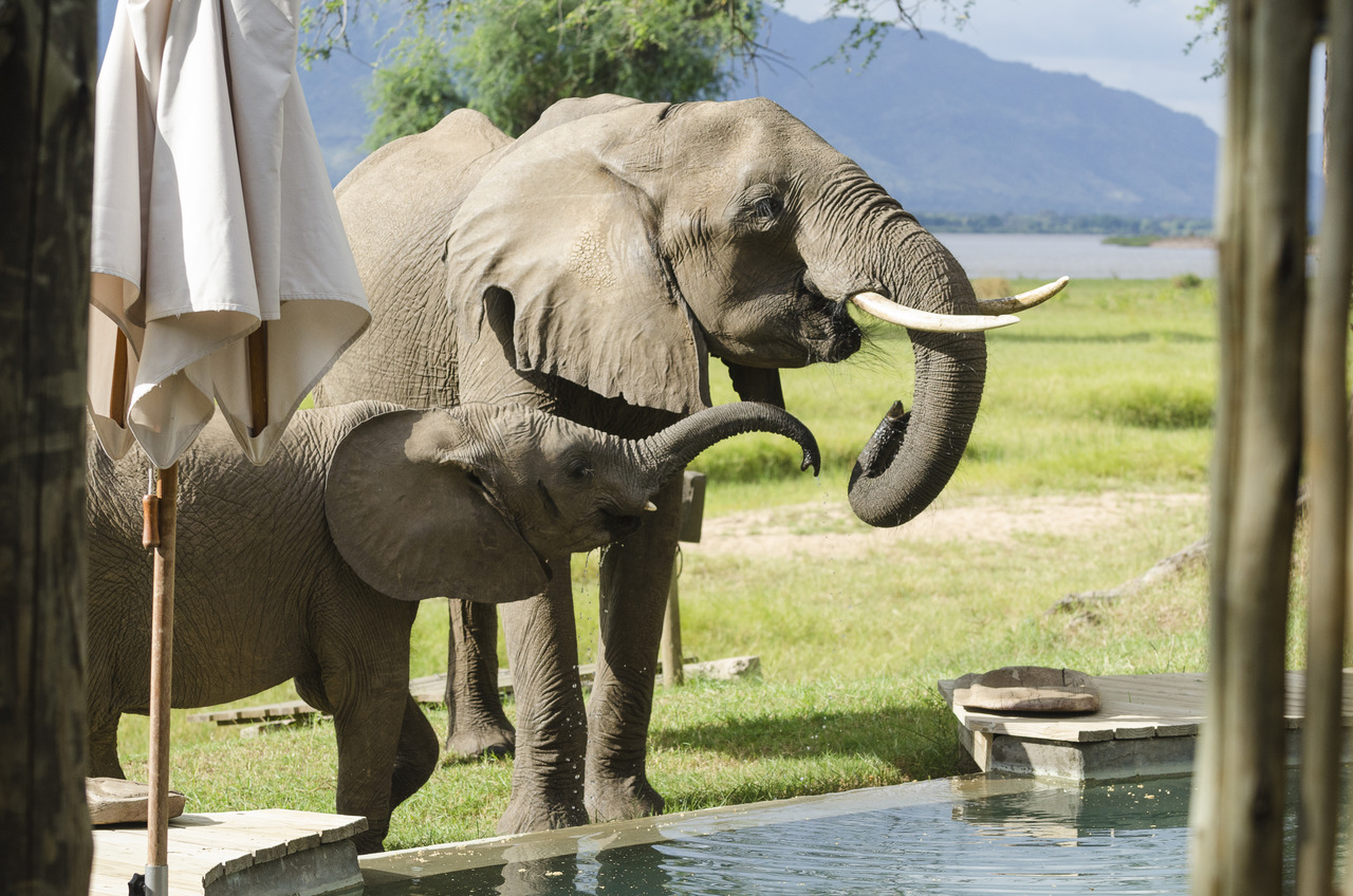 Elephant drinking from the pool - Rukomechi Camp