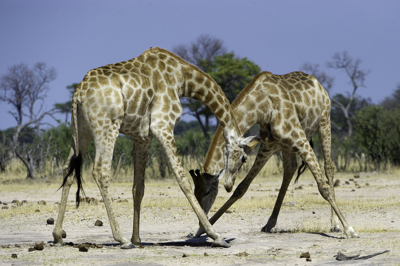 A Pair of Giraffes - Little Makalolo Camp