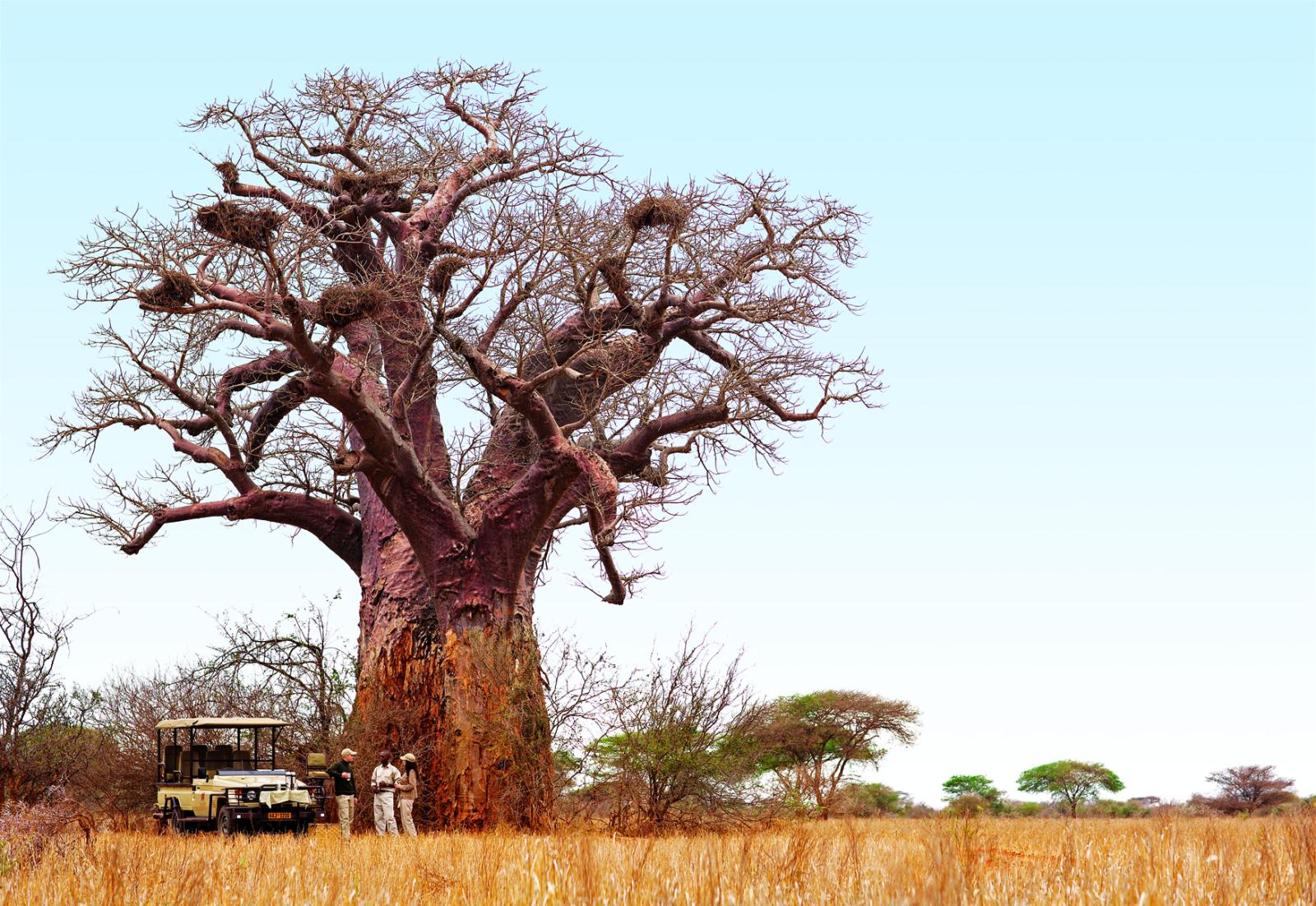 Baobab tree near Singita Pamushana - Family Holiday Off the Beaten Track in Zimbabwe