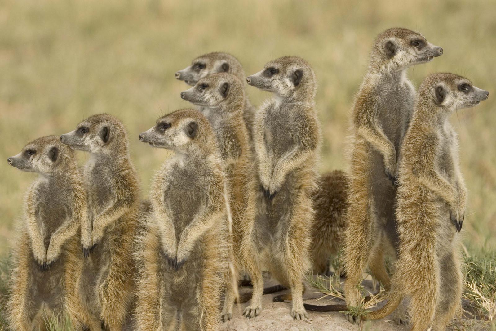 Meerkats - Uncharted Africa Riding Safari