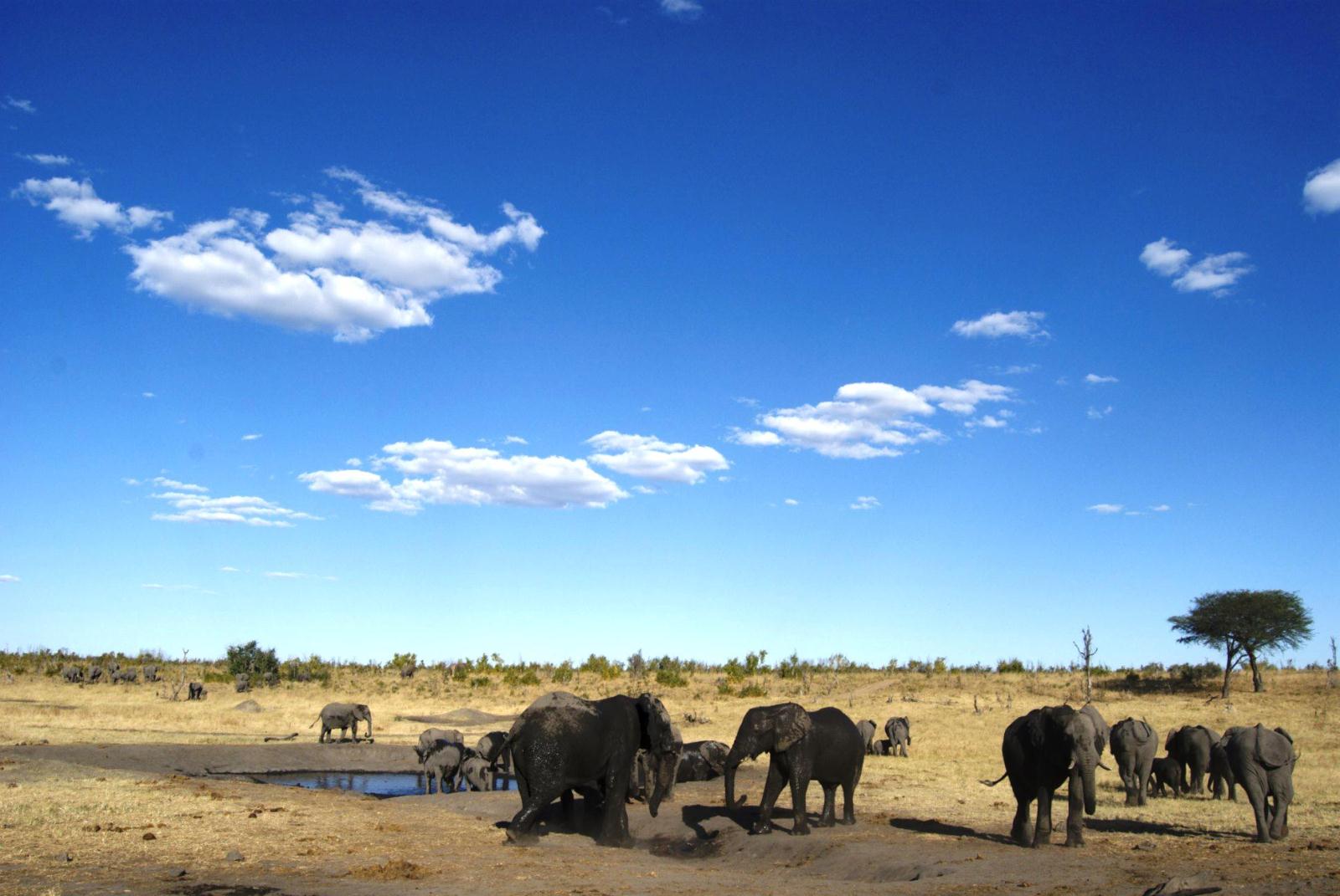 Elephants at a Waterhole - Bomani Tented Lodge