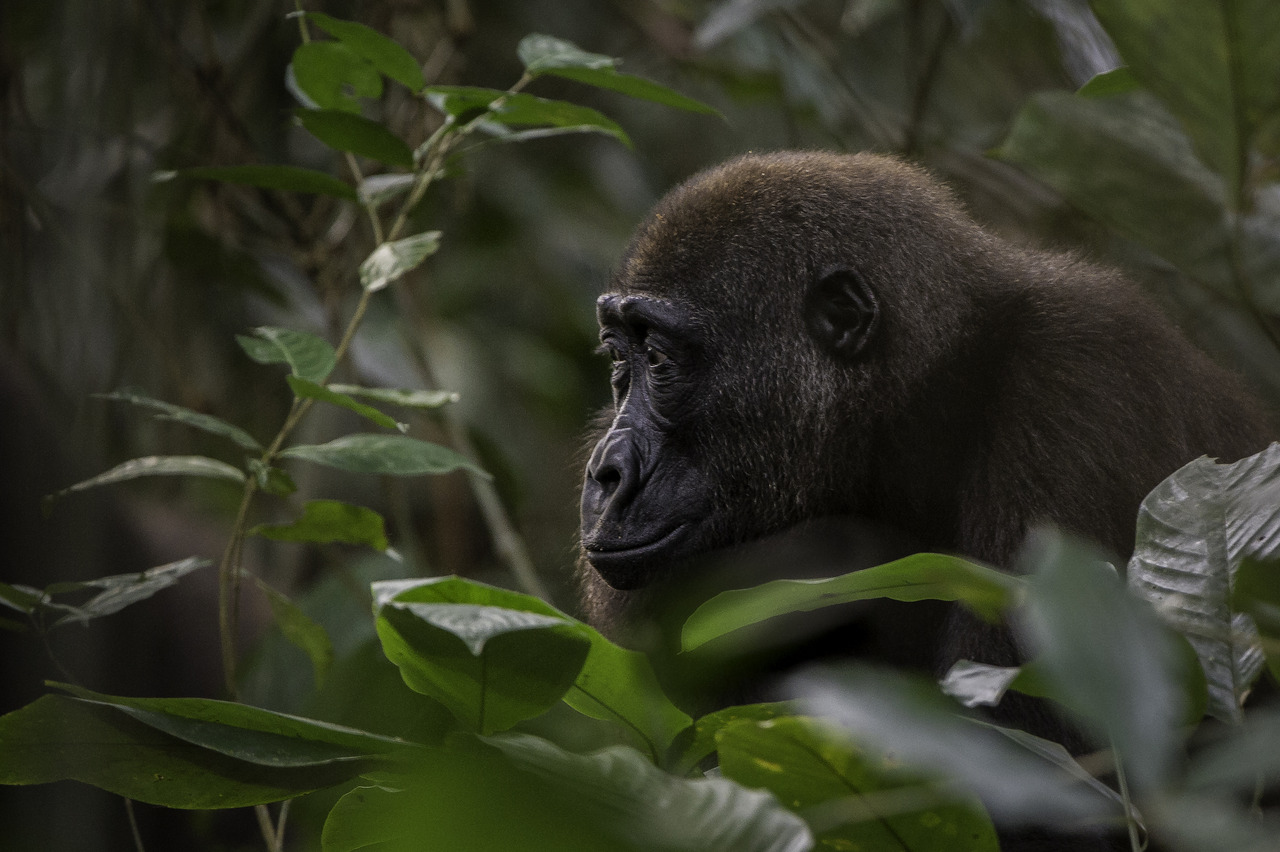 Western Lowland Gorilla - West Africa Gorilla Safari