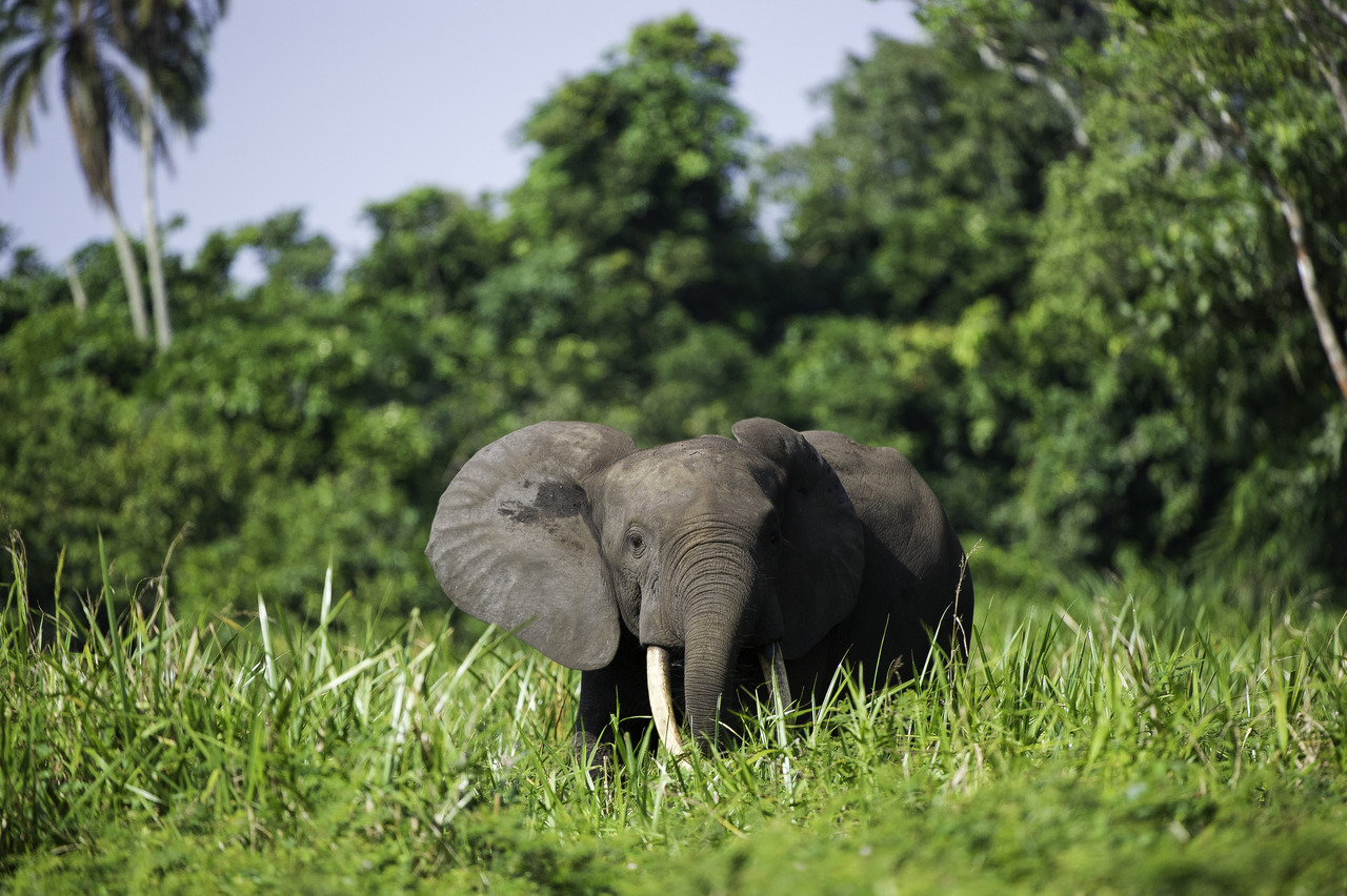 Forest Elephant - West Africa Gorilla Safari