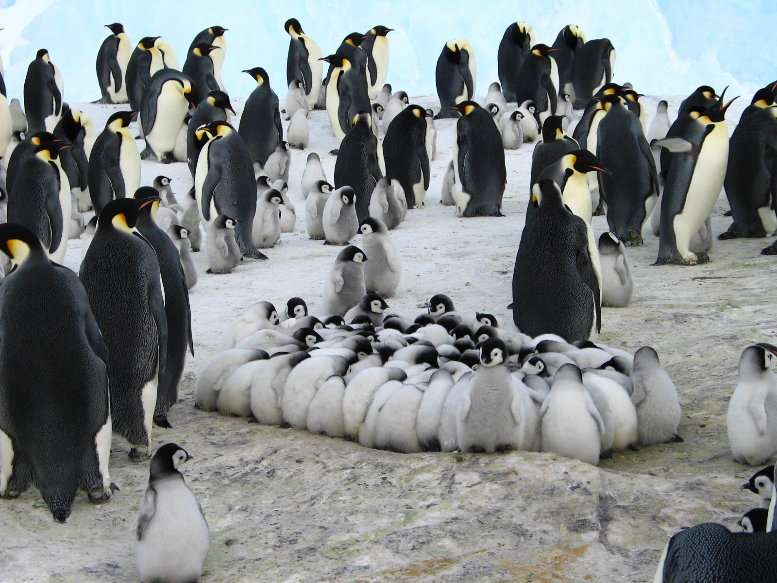 Baby Penguins - Antarctic