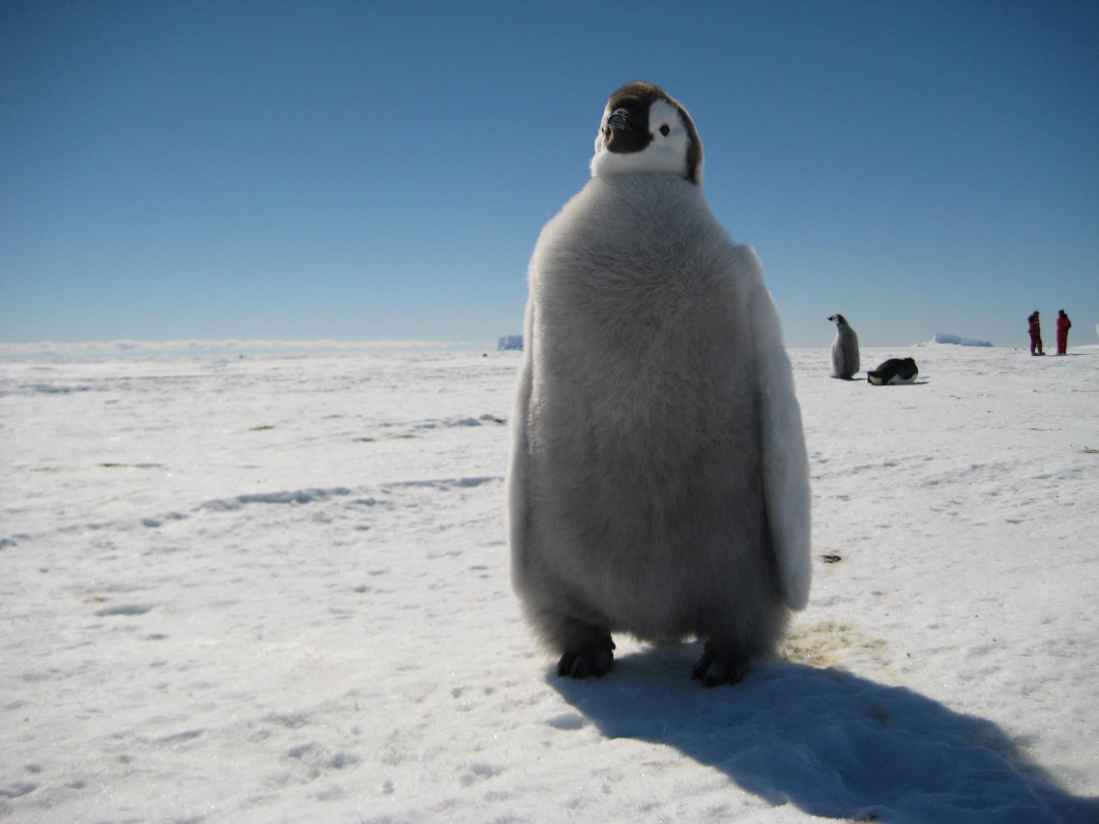 Baby Penguin - Antarctic