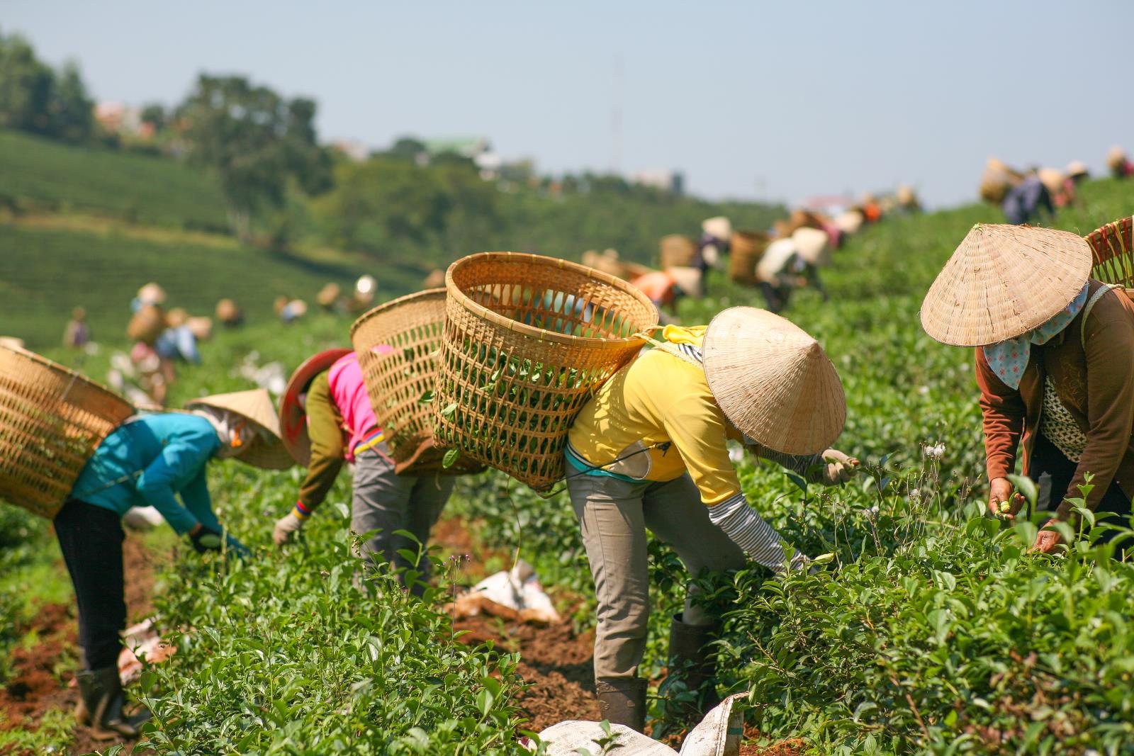 Locals farming - Explore Vietnam