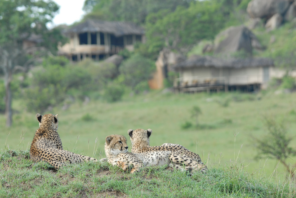 Cheetahs - Lamai Serengeti