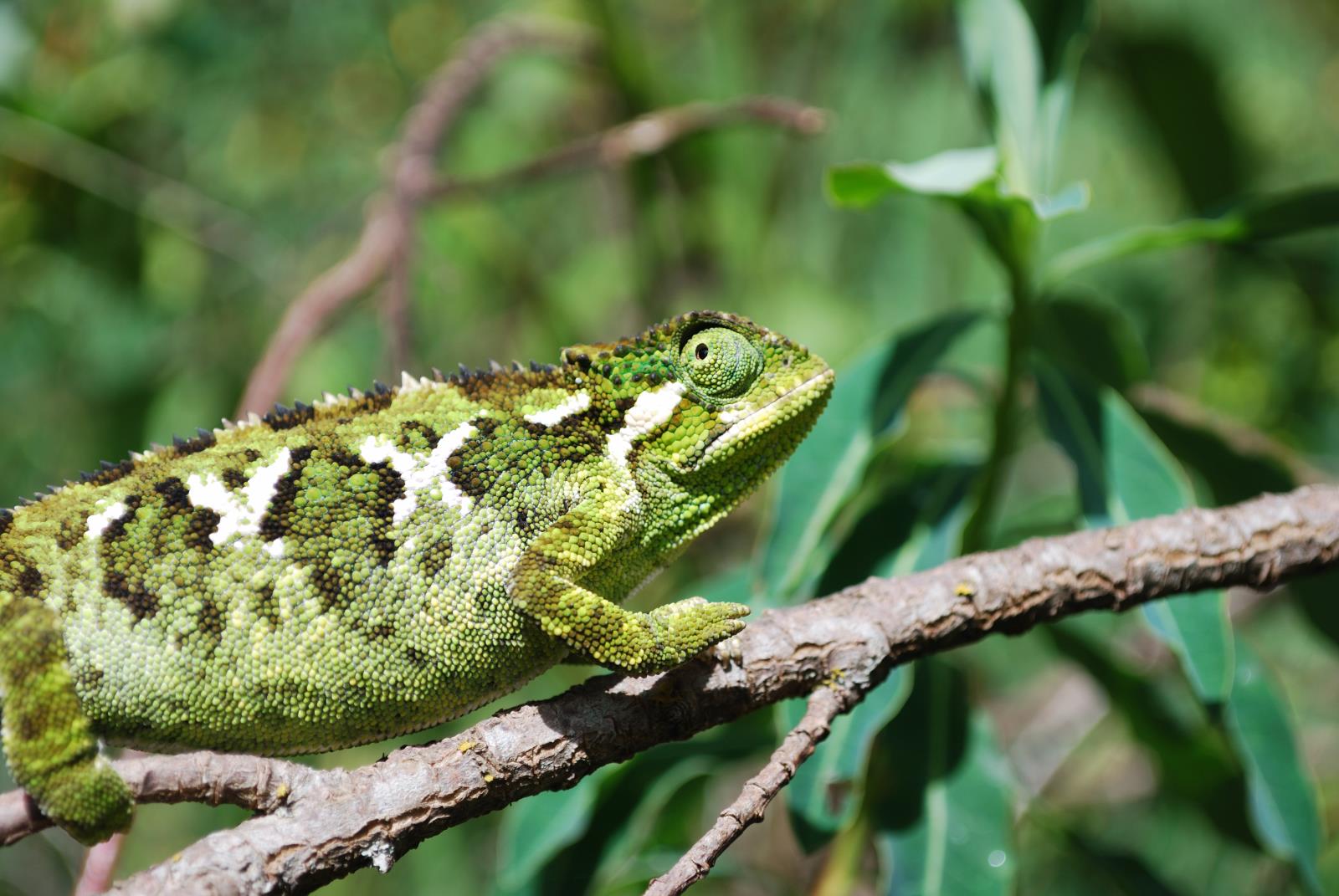 A chameleon in the Harenna Forest, Bale Mountains - Churches, Castles and Mountains of Ethiopia