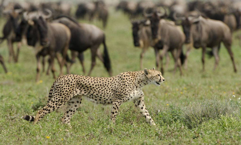 Incredible game in the Serengeti - Highlights of Northern Tanzania