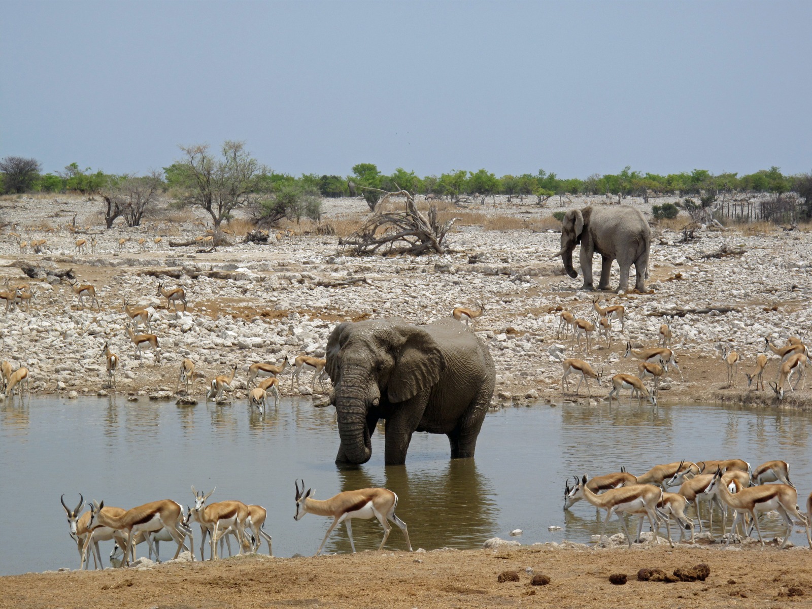 Elephant at waterhole in Etosha 