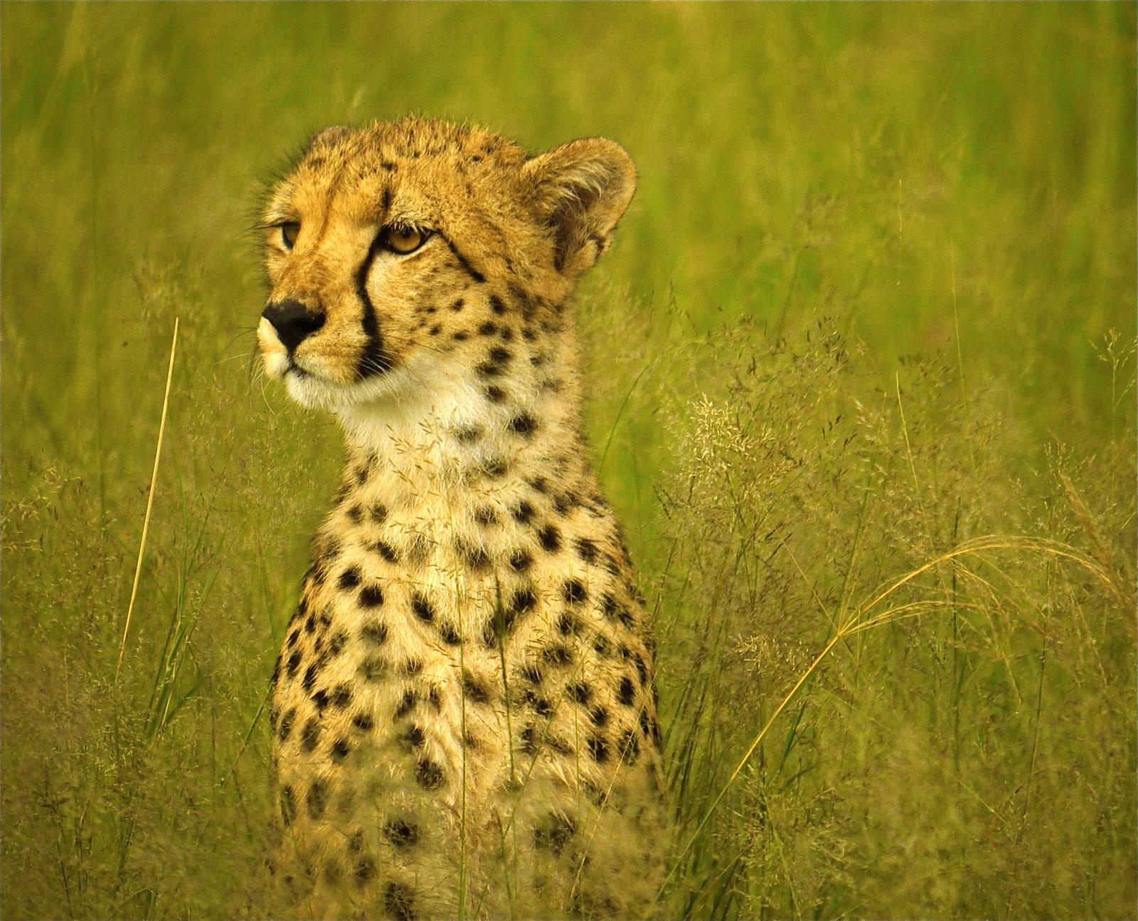 Hwange cheetah - Zimbabwe and Mozambique