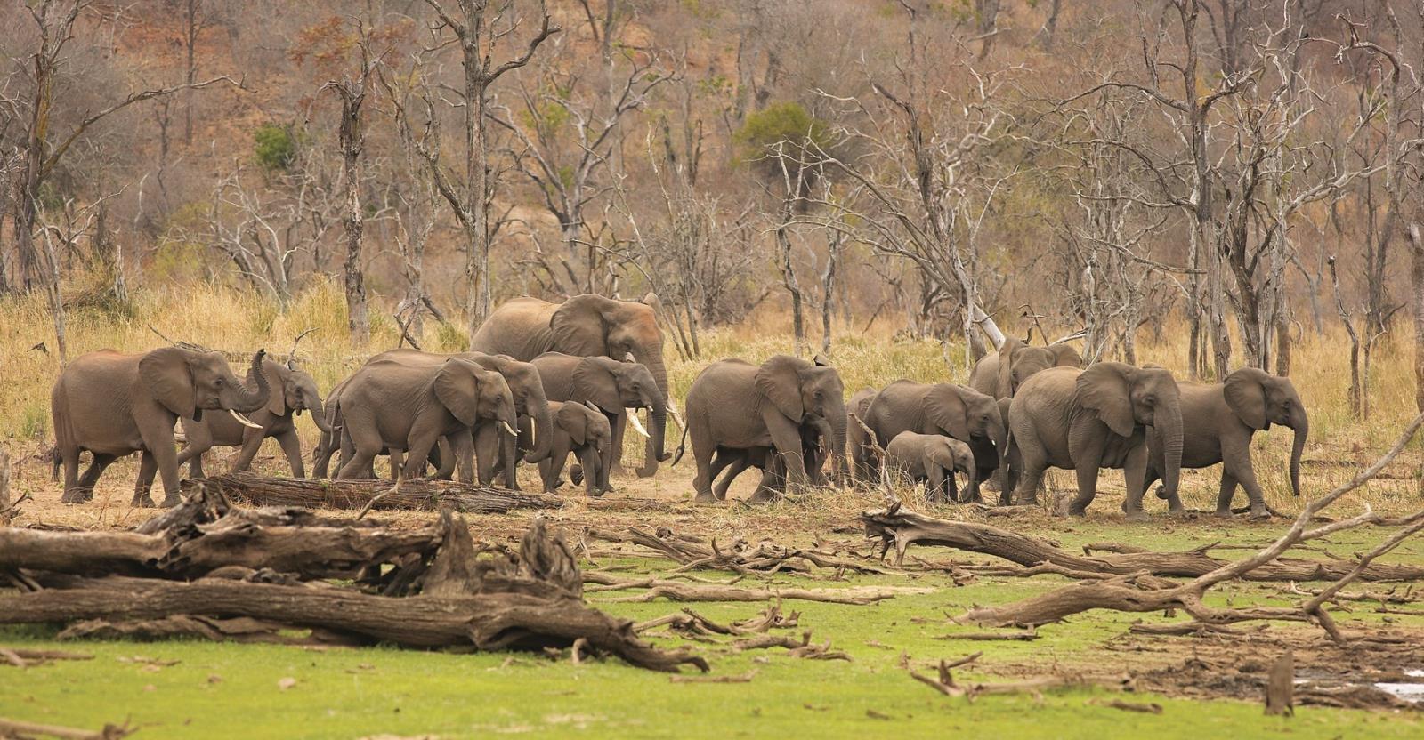 Hwange elephants - Zimbabwe and Mozambique
