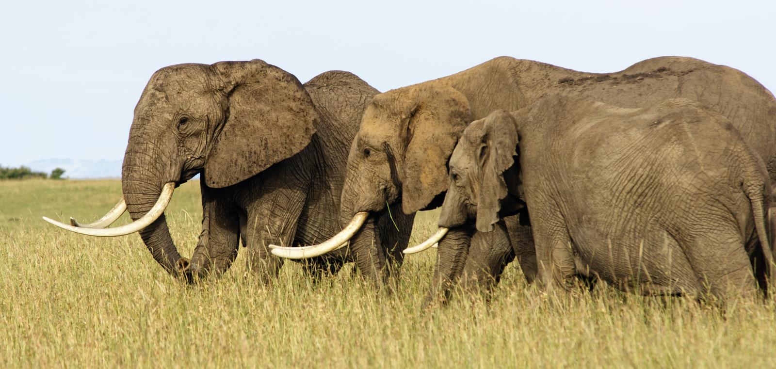Masai Mara elephants - Kenya family safari and beach