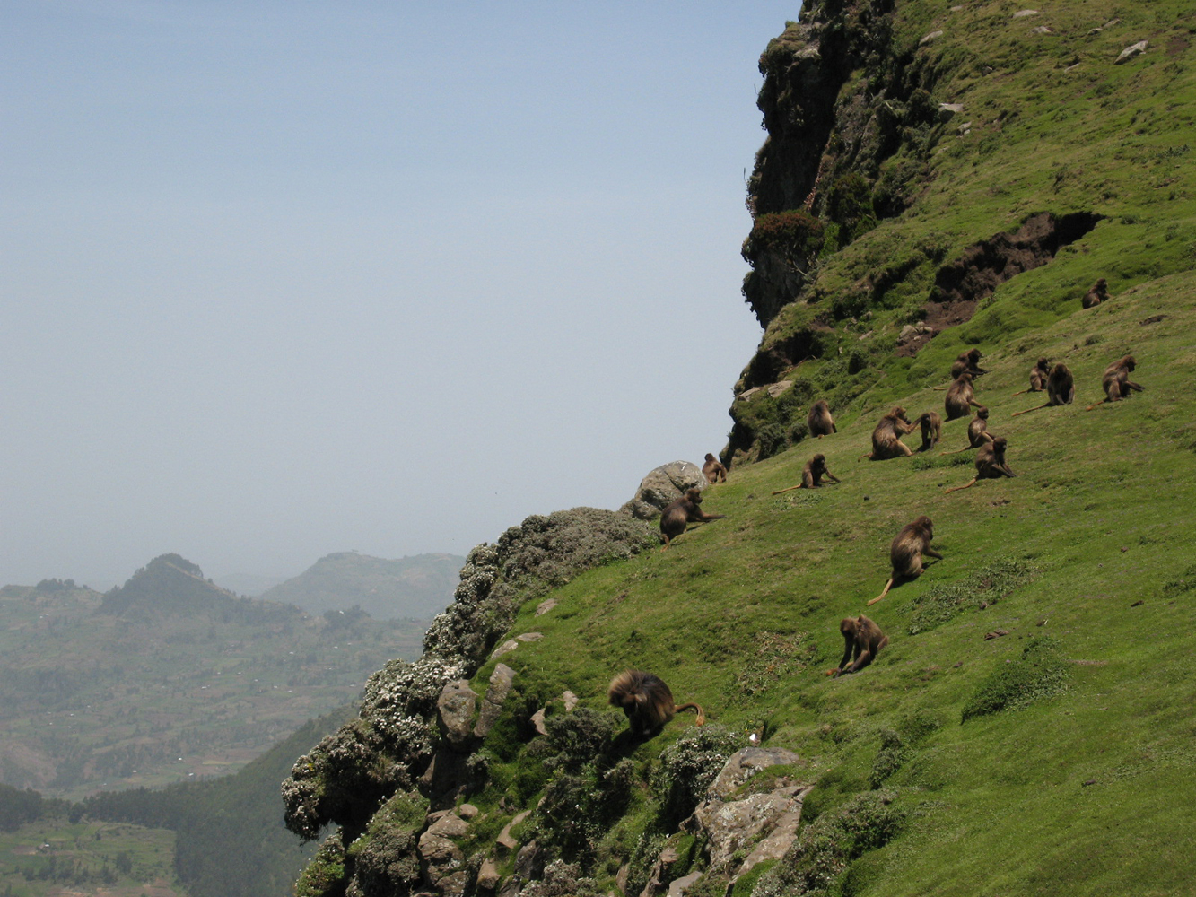 Gelada Baboons - Ethiopia By Helicopter
