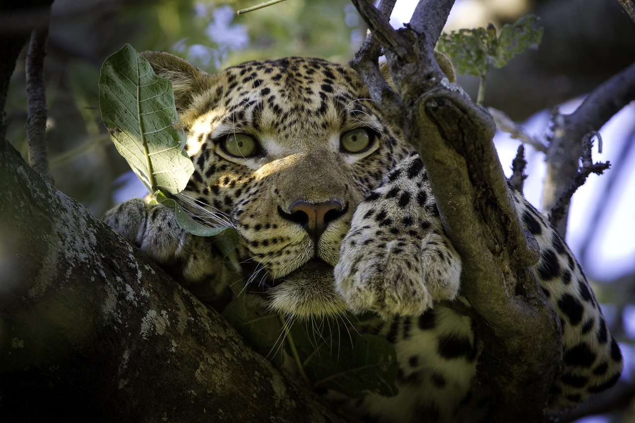Leopard at Vumbura Plains 