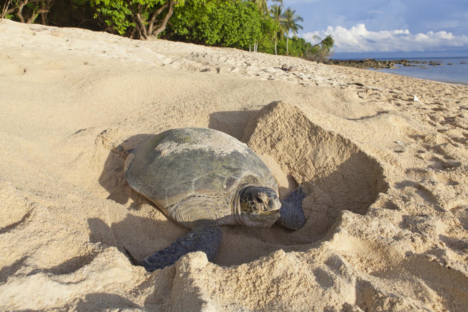 Green Sea Turtle - Wild Costa Rica