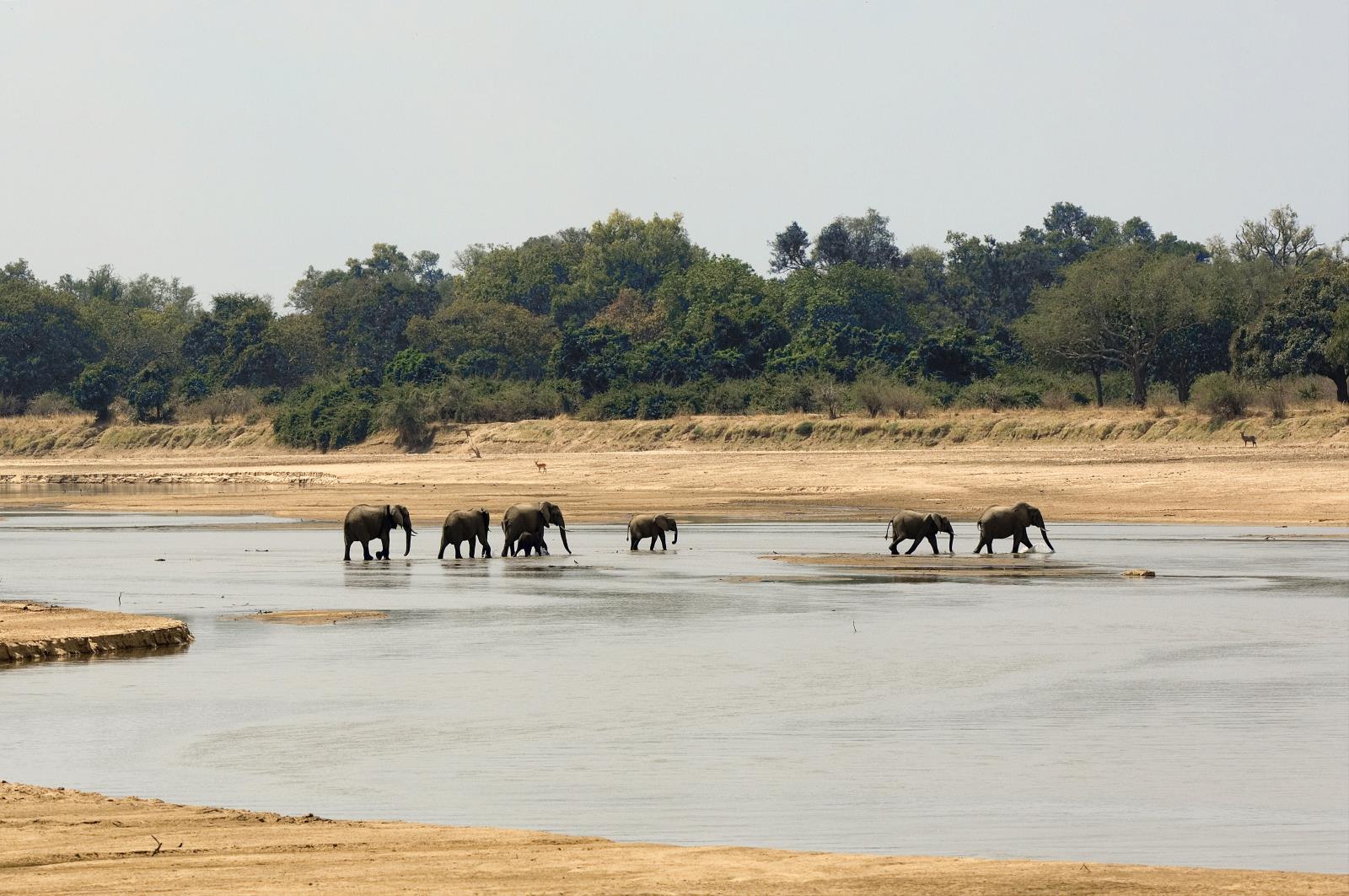 Elephant crossing - Zambia Mobile Walking Safari
