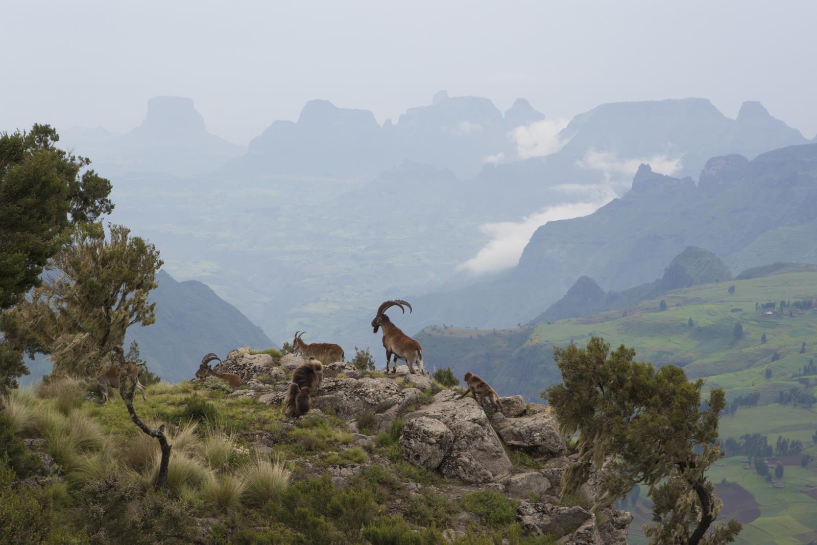 Simien mountains with ibex - Ethiopia