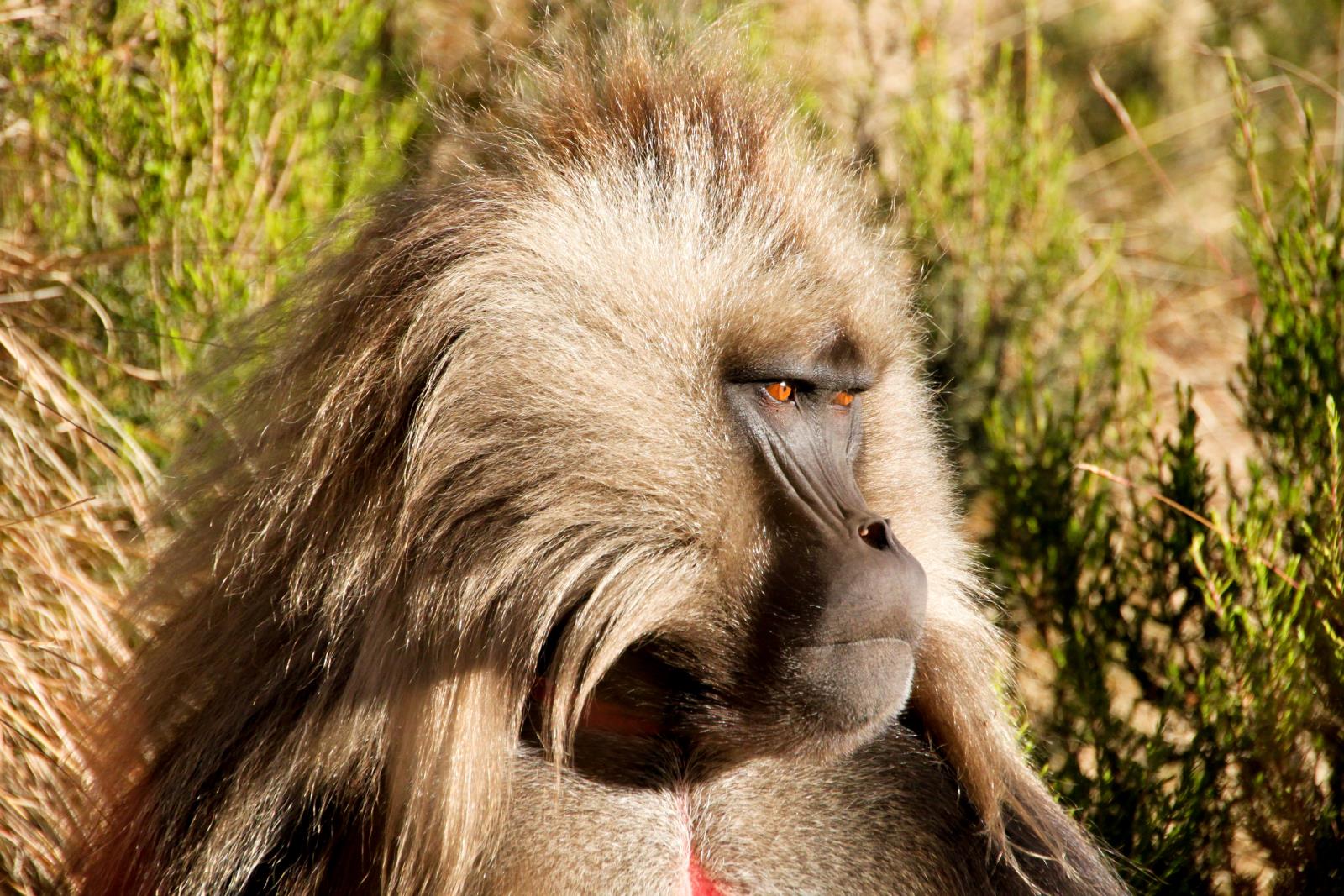 Gelada Baboon - Ethiopia