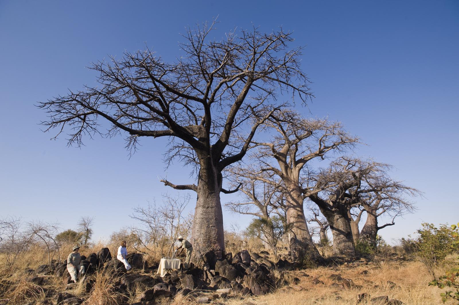 Baobab Picnic - Chobe Under Canvas
