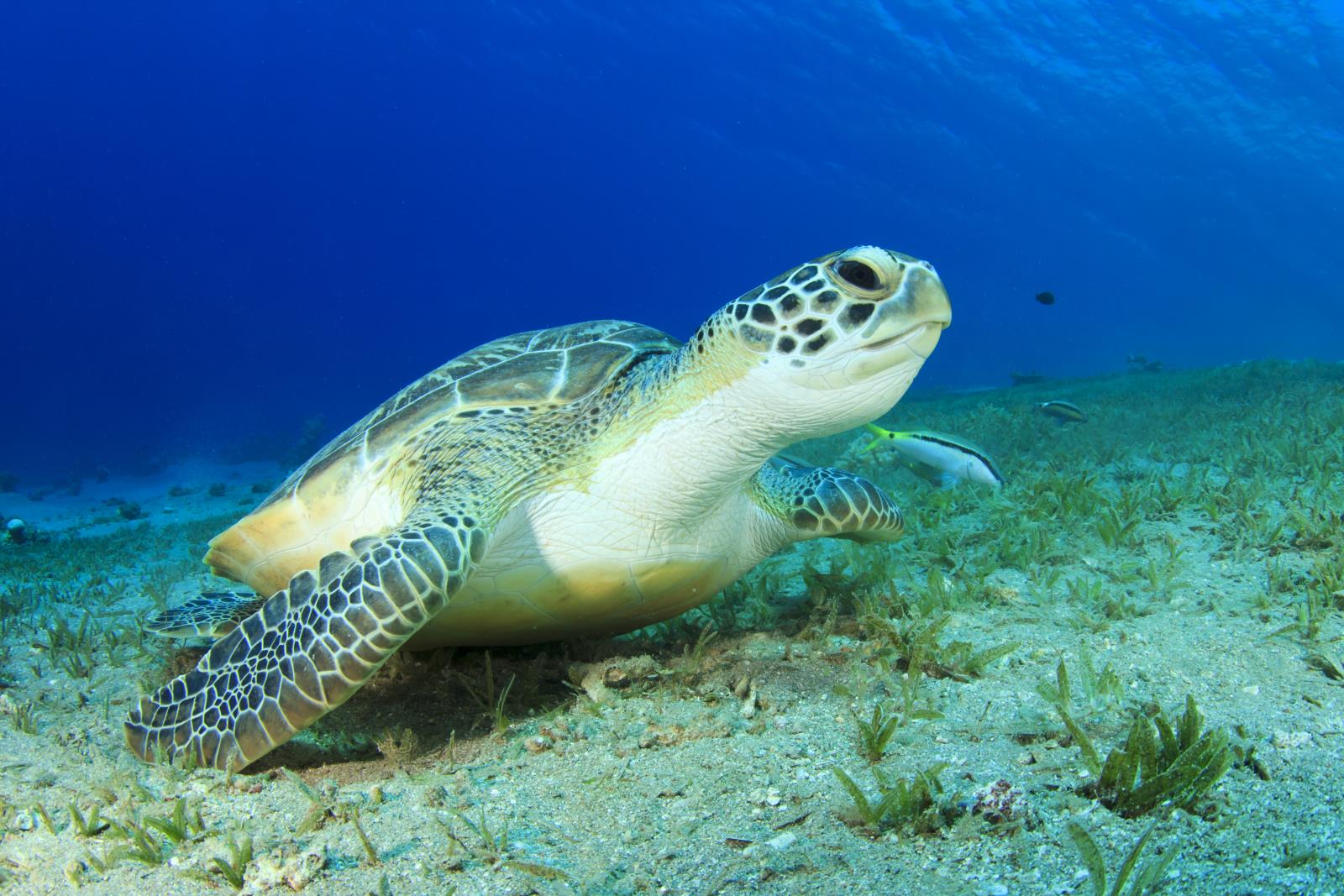Turtle - Dive into Belize