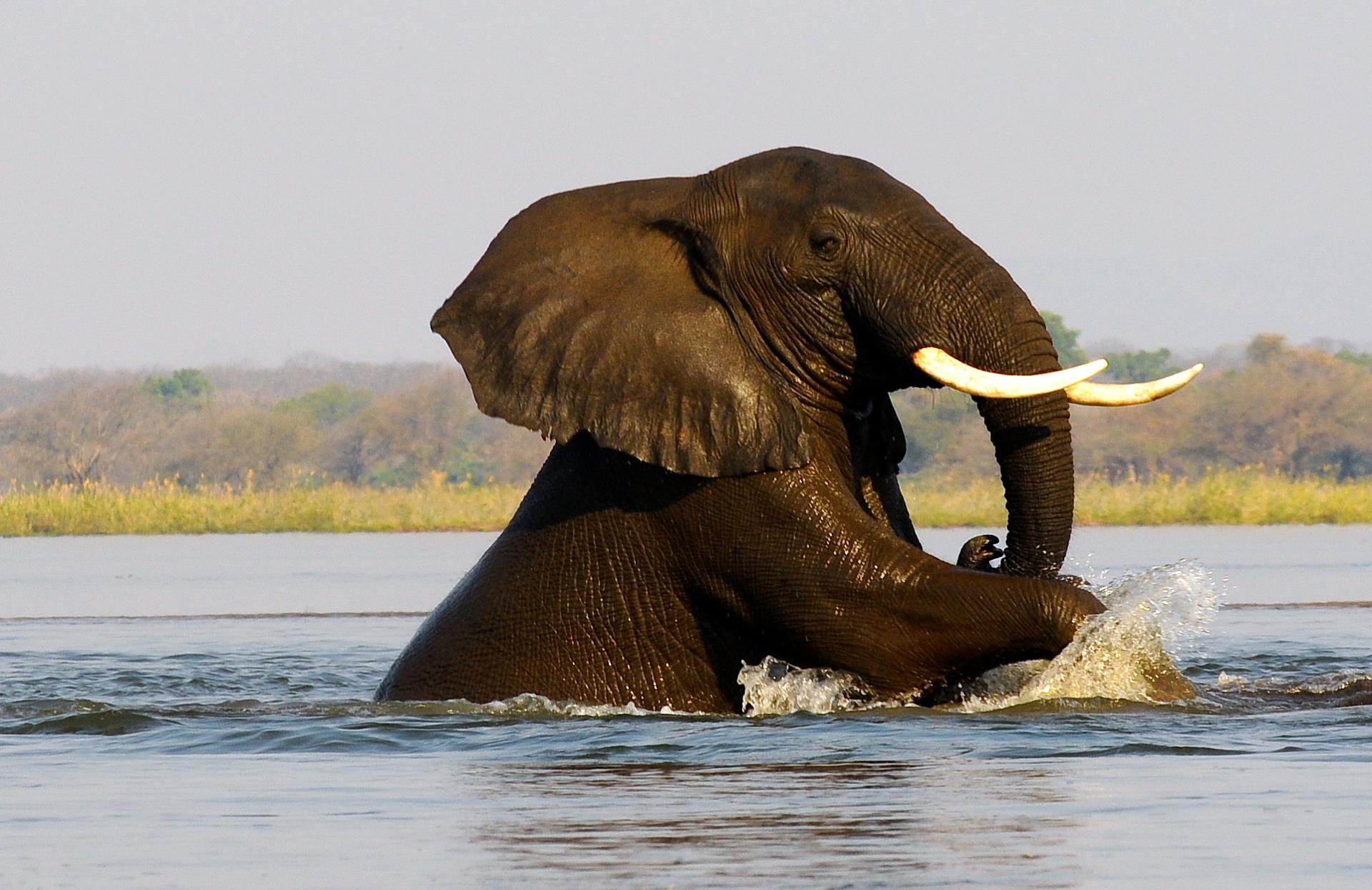 Elephant swimming - Old Mondoro