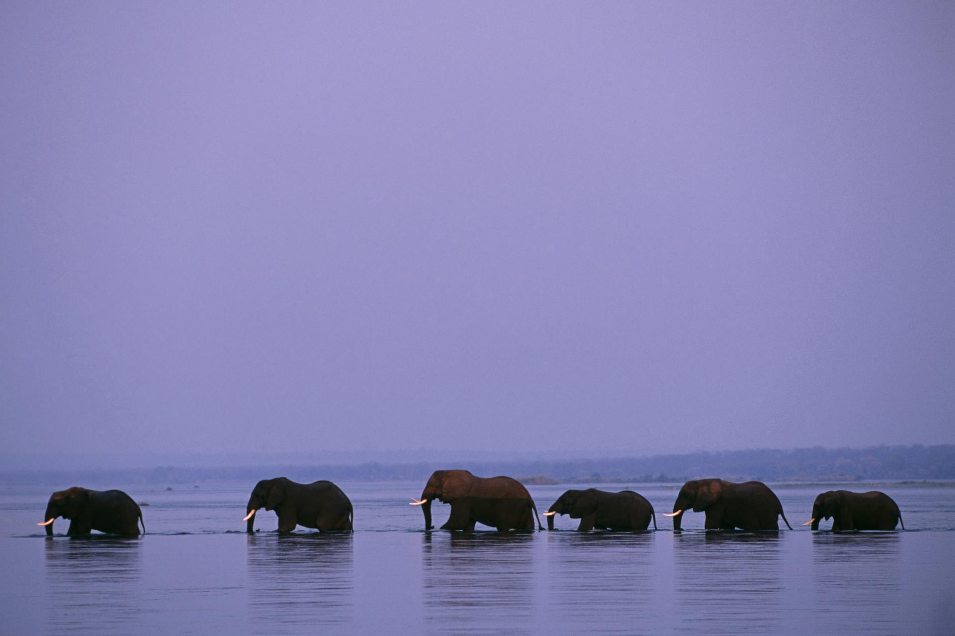 Elephants crossing - Old Mondoro