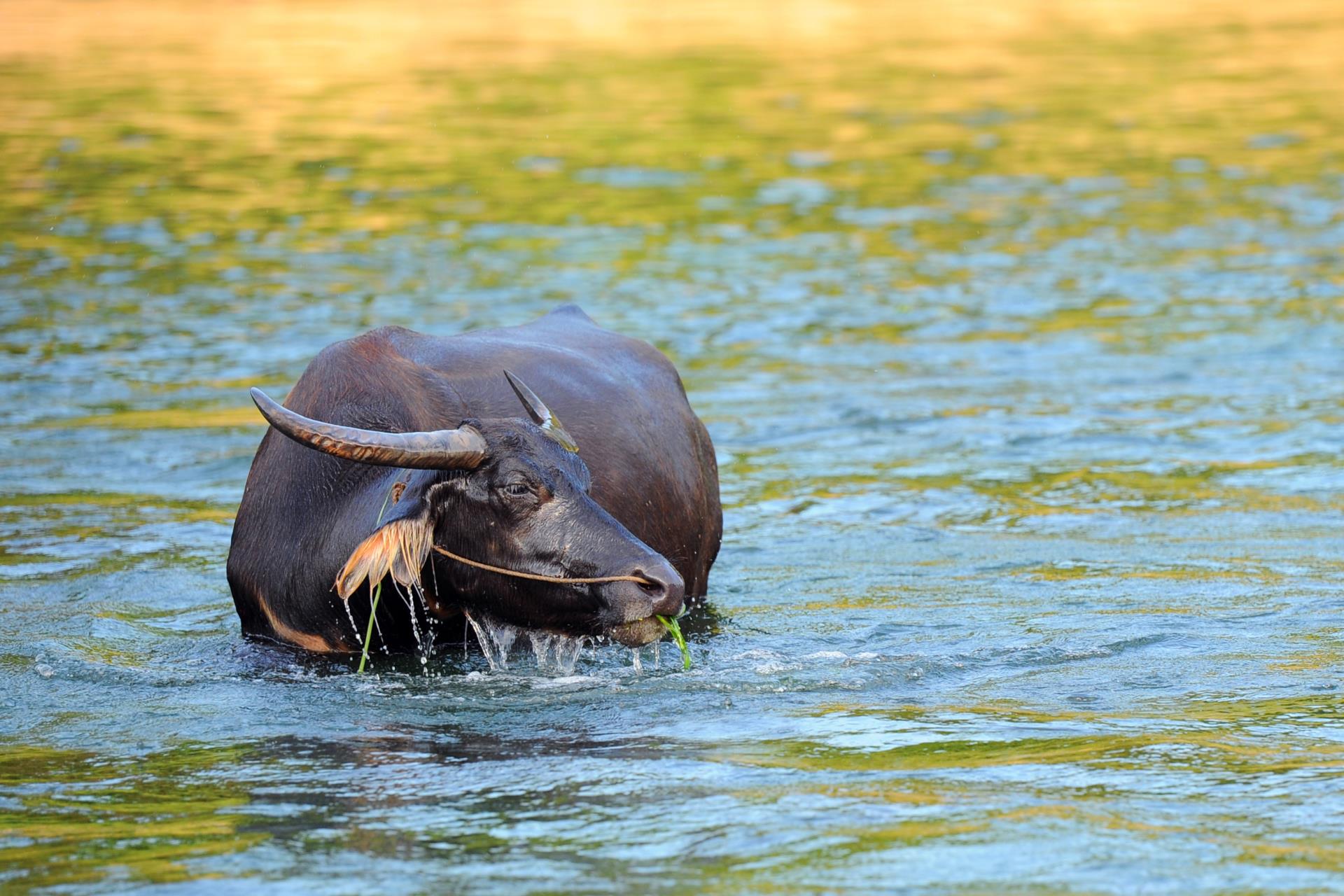 Water Buffalo in Guilin - Rural China