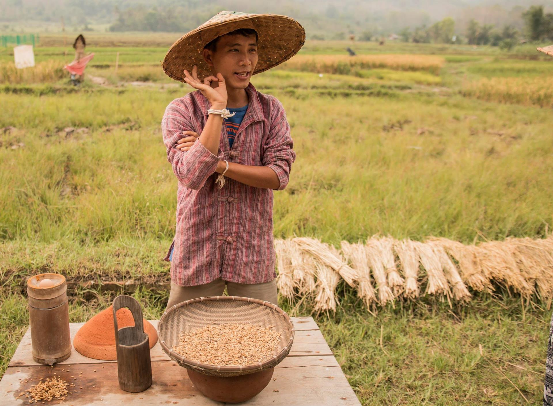 Learn how to harvest rice  