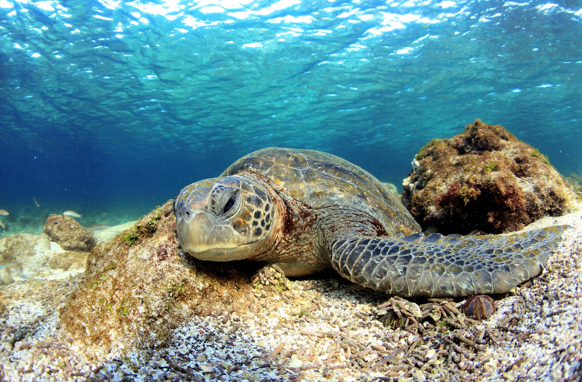 Sea turtle  