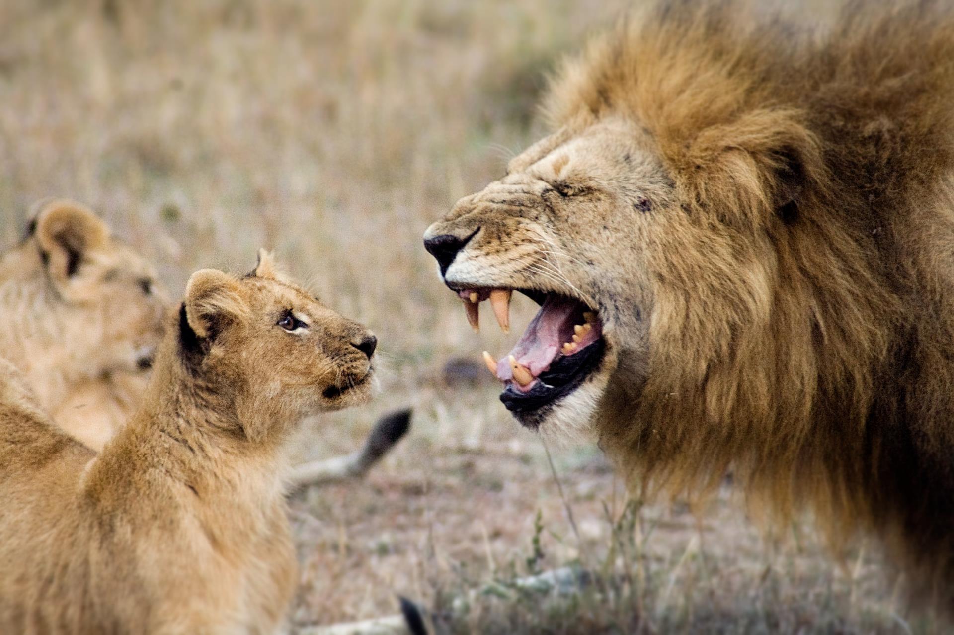 Lion father and cub from Serian Camp  - Kenya and Zanzibar