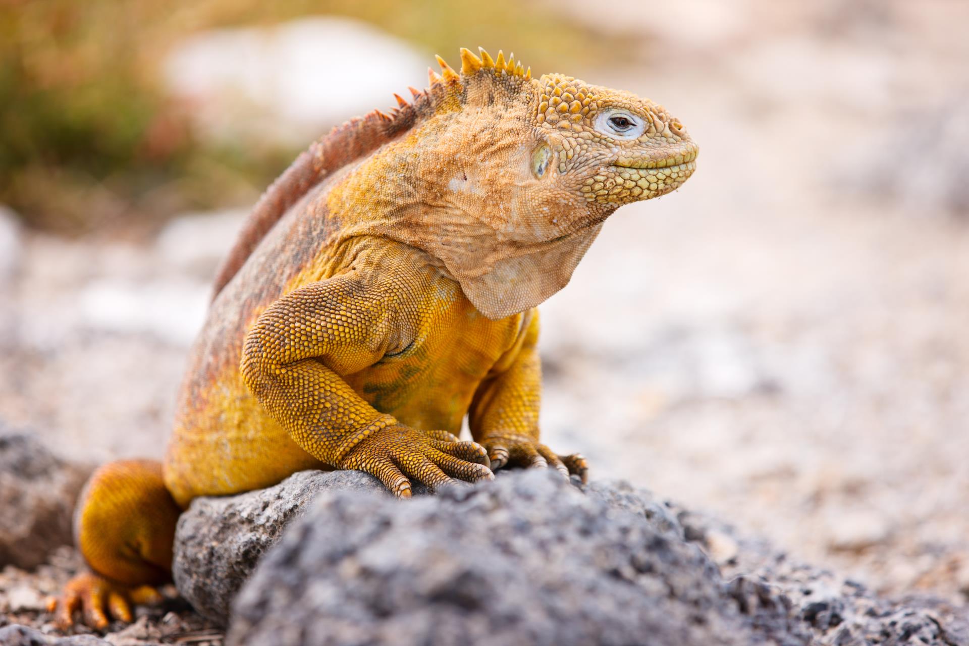 Land Iguana - Natural Wonders of Ecuador 