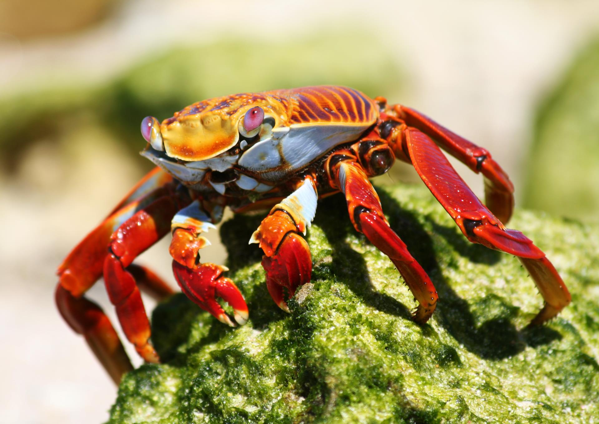 Sally Lightfoot Crab - Natural Wonders of Ecuador 